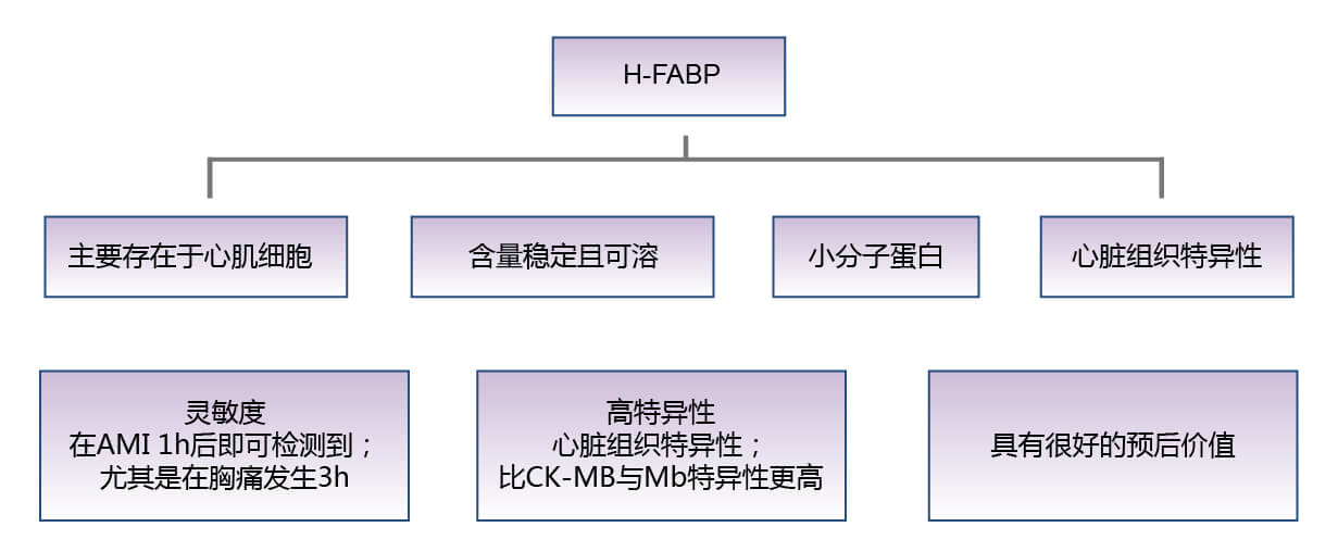 心臟型脂肪酸結(jié)合蛋白(H-FABP)的生物學(xué)功能 心臟型脂肪酸結(jié)合蛋白(H-FABP)的生物學(xué)功能