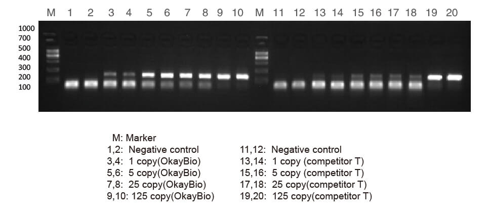熱啟動酶在低拷貝模板放大中的作用