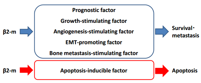 β2微球蛋白(β2-MG)在癌細胞中的功能 β2微球蛋白(β2-MG)在癌細胞中的功能
