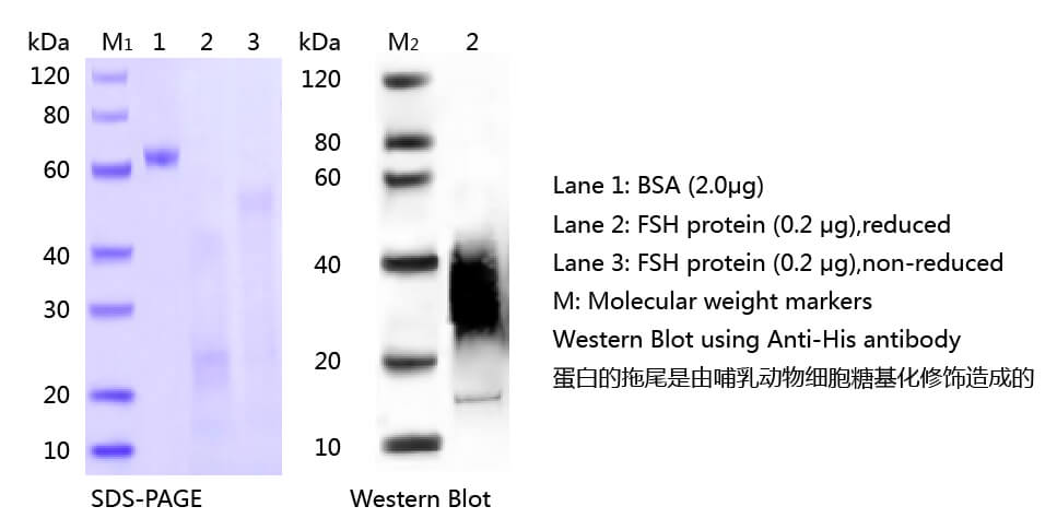 FSH抗原的SDS-PAGE和WB分析圖 FSH抗原的SDS-PAGE和WB分析圖