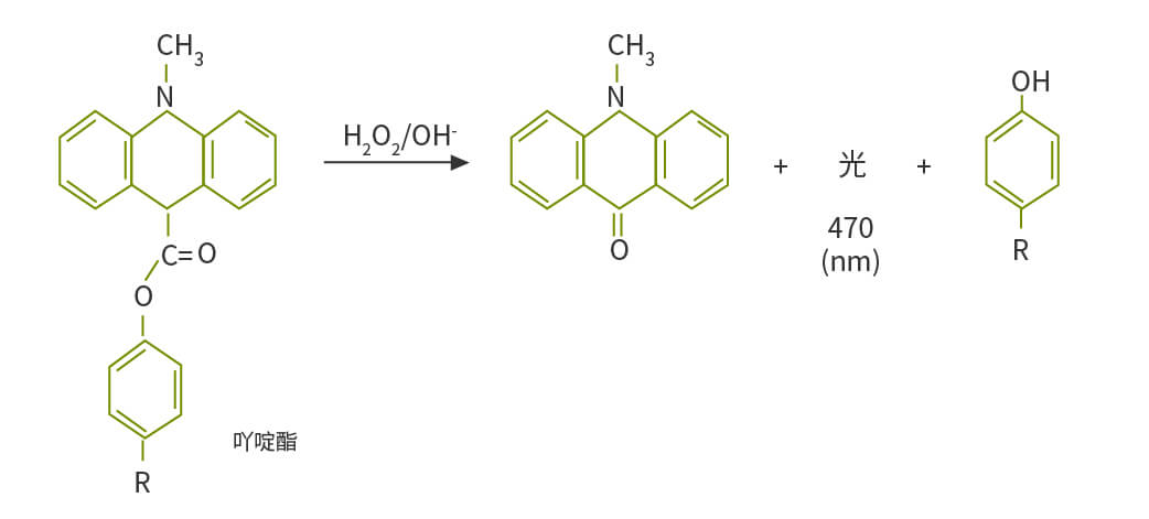 吖啶酯發光原理
