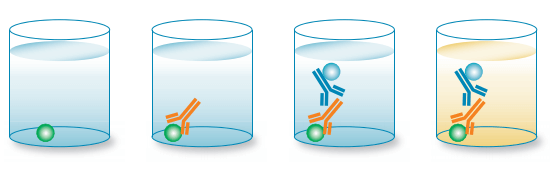 簡(jiǎn)介ELISA測(cè)定抗體效價(jià)實(shí)驗(yàn)流程