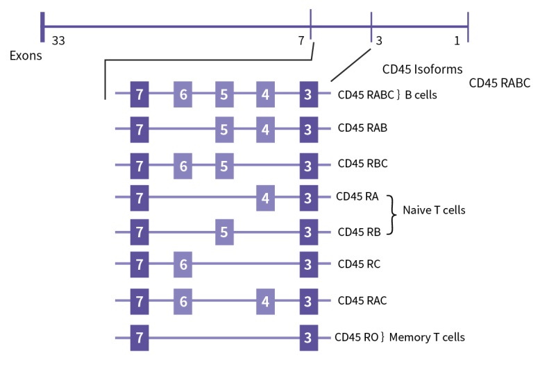 CD45胞膜外區可變剪切