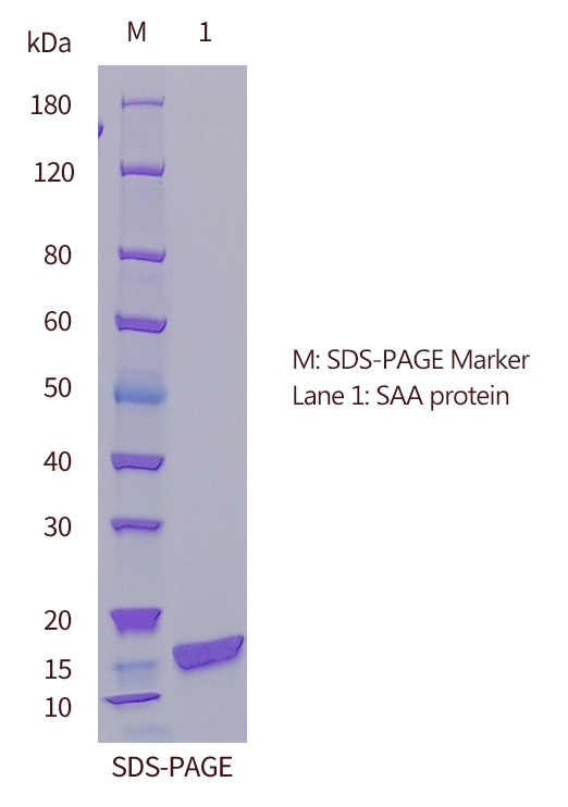 SAA 抗原SDS-PAGE 圖(歐凱生物)