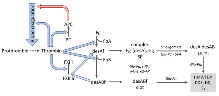 凝血激活、纖溶及蛋白C系統中的分子相互作用