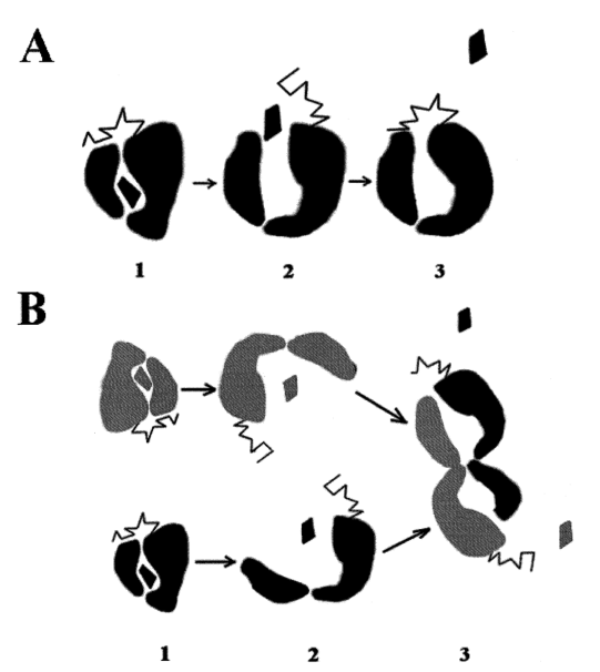 AFP中疏水配體釋放不可逆性示意圖